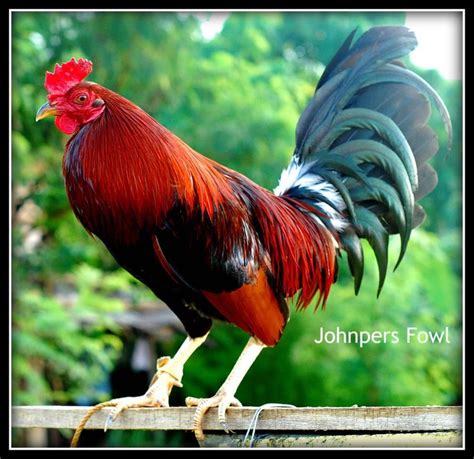 lemon 84 gamefowl.